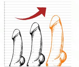 Ergebnisse bei Verwendung von Gigant Gel auf dem Penis